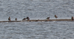 Calidris pugnax