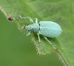 Polydrusus planifrons