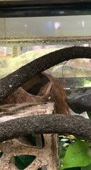 Correlophus
