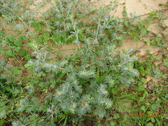 Tephrosia egregia