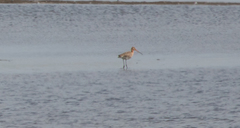 Limosa limosa