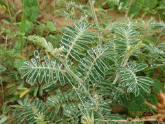 Tephrosia egregia