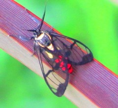 Argyroeides sanguinea