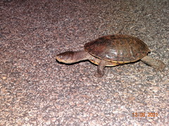 Mesoclemmys tuberculata