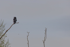 Corvus corax