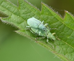 Polydrusus planifrons