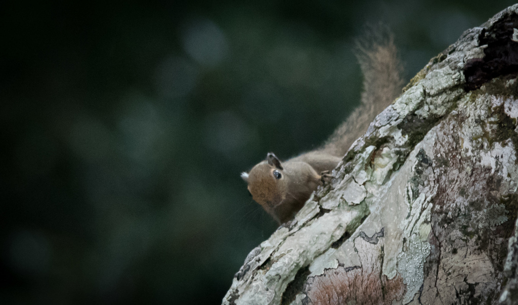 Neotropical Pygmy Squirrels