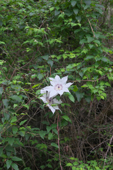 Clematis patens
