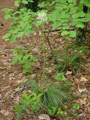 Xerophyllum asphodeloides