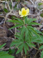 Anemonoides uralensis