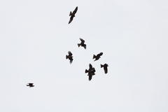 Milvus migrans