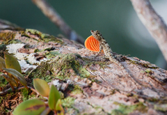 Anolis ortonii