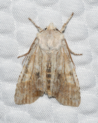 Lithophane signosa