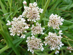 Oenanthe silaifolia
