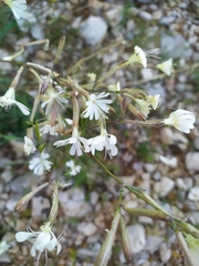 Silene nutans