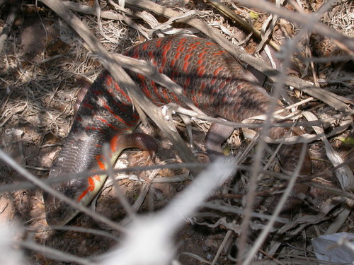 Eumeces algeriensis