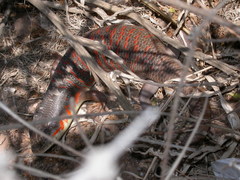 Eumeces algeriensis