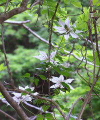 Clematis patens