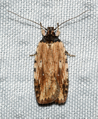 Agonopterix atrodorsella