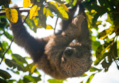 Choloepus didactylus