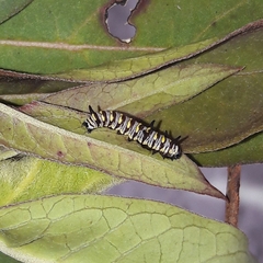 Danaus gilippus gilippus
