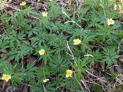 Anemonoides uralensis