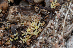 Paracletus cimiciformis