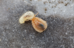 Paracletus cimiciformis