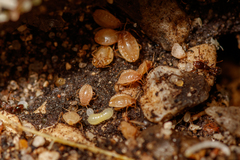 Paracletus cimiciformis