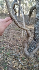 Lonicera hispidula