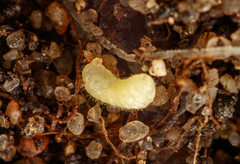 Tetramorium atratulum