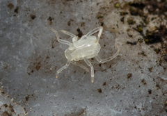 Paracletus cimiciformis