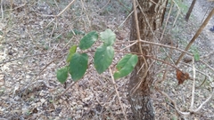 Lonicera hispidula