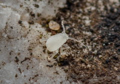 Paracletus cimiciformis
