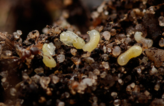 Tetramorium atratulum