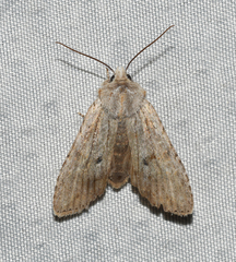 Lithophane patefacta