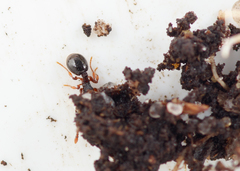 Myrmecina graminicola