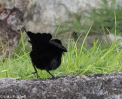 Quiscalus lugubris