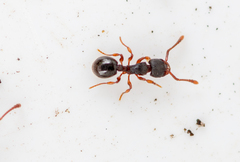 Myrmecina graminicola