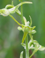 Platanthera oreades