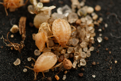 Paracletus cimiciformis