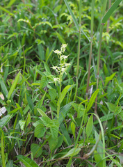 Platanthera oreades