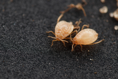 Paracletus cimiciformis