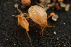 Paracletus cimiciformis