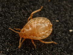 Paracletus cimiciformis
