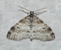 Lobophora nivigerata