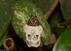 Antaeotricha