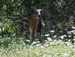 Odocoileus virginianus