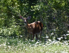 Odocoileus virginianus