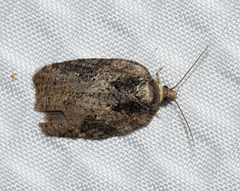 Acleris chalybeana